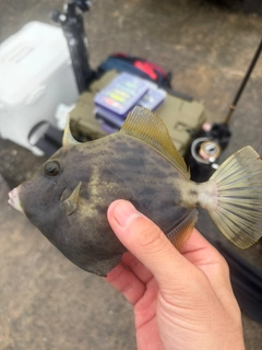 カワハギの釣果