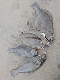 ヒラメの釣果