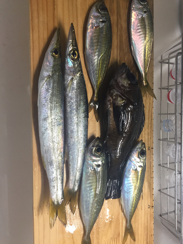 アジの釣果