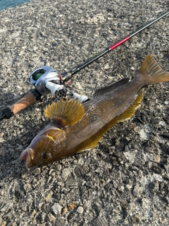 アブラコの釣果