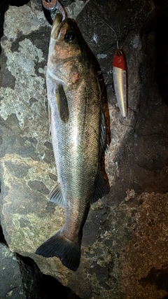 シーバスの釣果