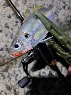 マアジの釣果