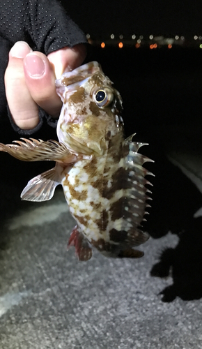 ガシラの釣果