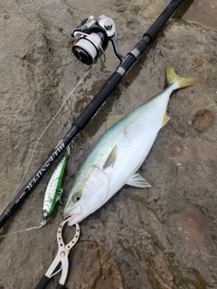 イナダの釣果