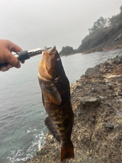 アイナメの釣果