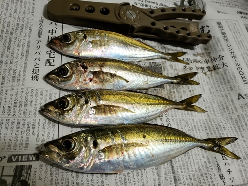 アジの釣果