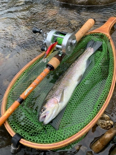 ニジマスの釣果