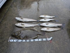 ヒラメの釣果