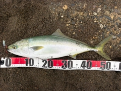 イナダの釣果