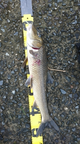 ニゴイの釣果