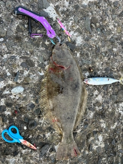 ヒラメの釣果
