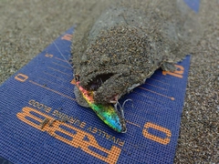 ヒラメの釣果