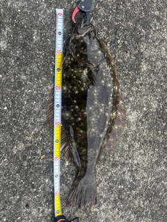 ヒラメの釣果