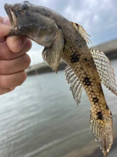 ウロハゼの釣果