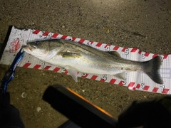 シーバスの釣果