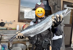 サワラの釣果