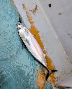 ソウダガツオの釣果