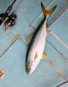 ワラサの釣果