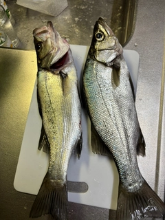 ヒラスズキの釣果