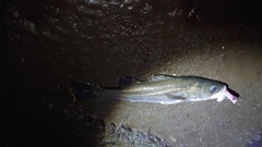 マルスズキの釣果