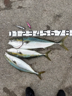 ブリの釣果