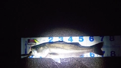 マルスズキの釣果