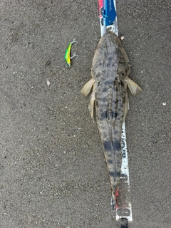 マゴチの釣果