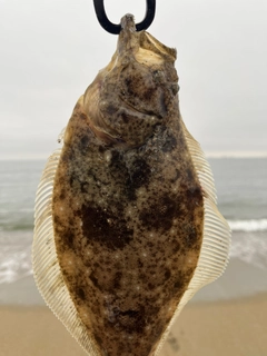 ソゲの釣果