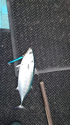 スマガツオの釣果