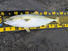 イナダの釣果