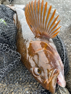 アイナメの釣果