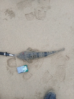 マゴチの釣果