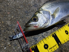 セイゴ（ヒラスズキ）の釣果
