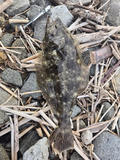 ソゲの釣果
