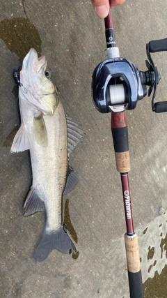 スズキの釣果
