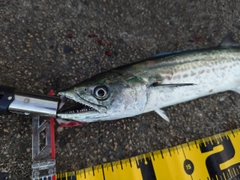 サゴシの釣果