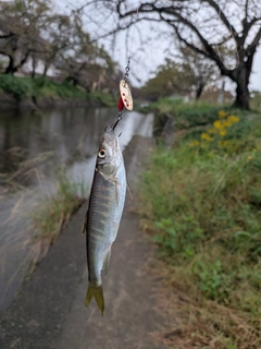 オイカワの釣果