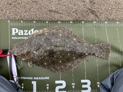 ヒラメの釣果
