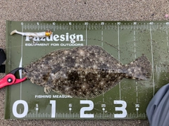 ヒラメの釣果