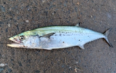 サゴシの釣果