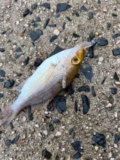 イトフエフキの釣果