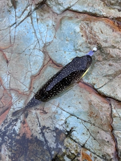 フグの釣果