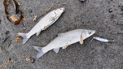 ウグイの釣果