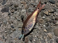 ネンブツダイの釣果