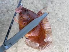 オハグロベラの釣果
