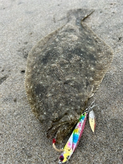 ヒラメの釣果