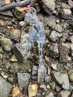ヒラメの釣果