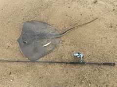 アカエイの釣果