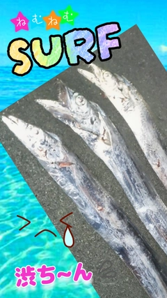 タチウオの釣果