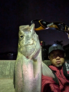 シーバスの釣果